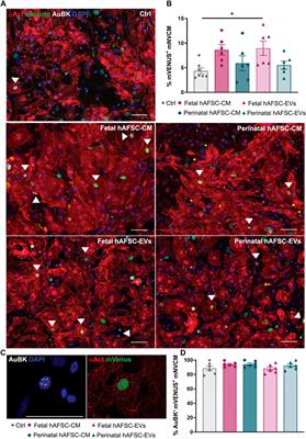 Investigating the Paracrine Role of Perinatal Derivatives: Human Amniotic Fluid Stem Cell-Extracellular Vesicles Show Promising Transient Potential for Cardiomyocyte Renewal